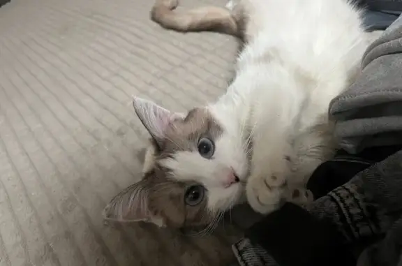 Пропала кошка Муся, Геодезическая 42В, Чита