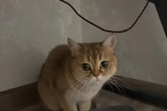 Кошка найдена: Северное шоссе, 35/1