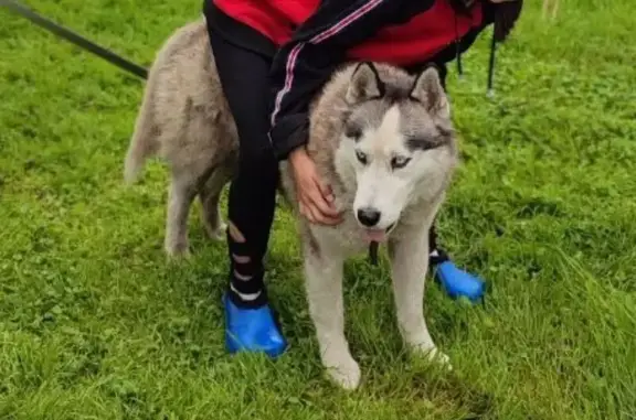 Пропала хаски в Костенково, Кемерово