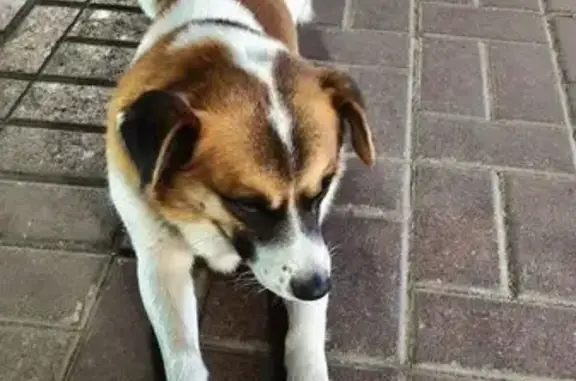 Собака найдена на ул. Мачуги, 2