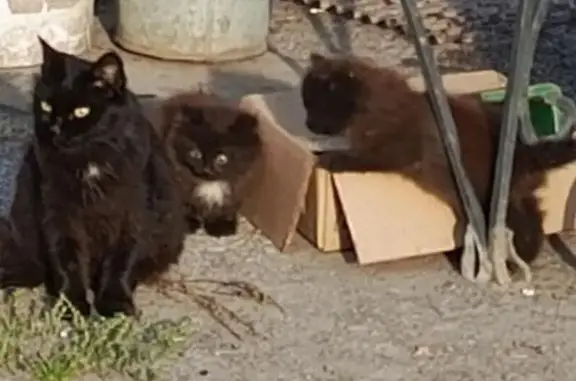 Кошки потеряшки, Красноярск, фото: Потеряшка кошка Барбориска, Краснопресненская 