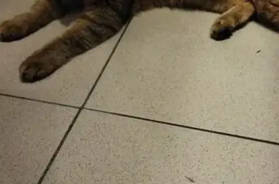 Кошка найдена: ул. Белинского 38, Казань