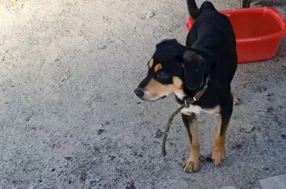 Собака найдена: ул. Елизаровых, 81 с2, Томск