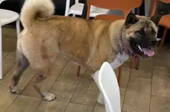 Собака найдена: Казань, Татарстан