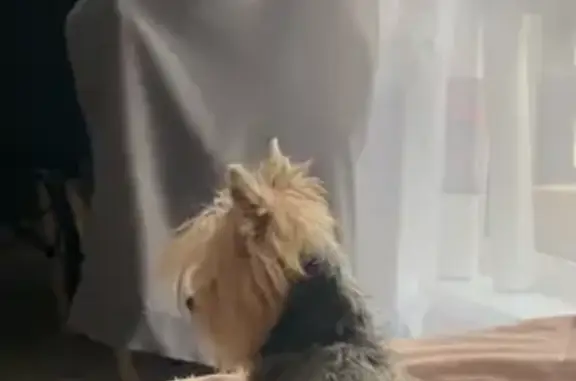 Собаки потеряшки, Красноярск, фото: Потеряшка собака, Апрельская ул. 4, Крск