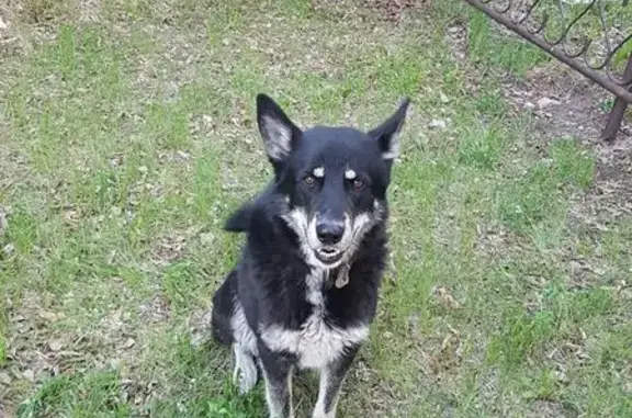 Пропала собака, ул. Ленина, Ангарск