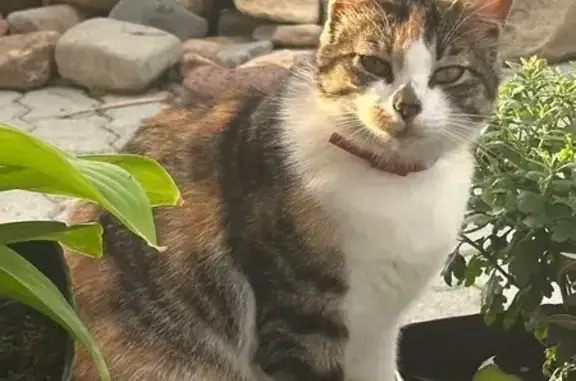 Кошки потеряшки, , фото: Потеряшка кошка, Абрикосовая 59, Прохладное