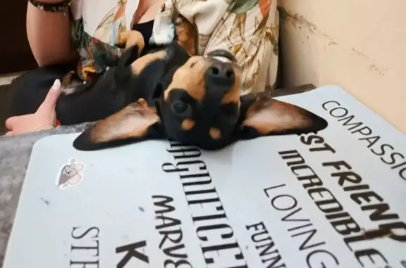 Пропала такса, Бутырская ул., Москва