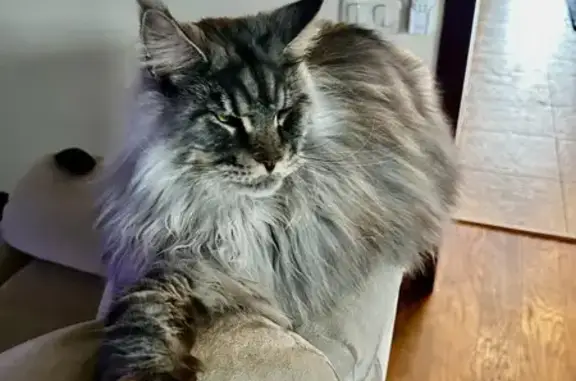 Кошки потеряшки, Казань, фото: Потеряшка кошка, ул. Сафиуллина 74А, Казань