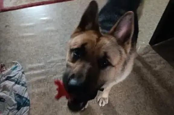 Пропала овчарка, Павлова 59, Красноярск