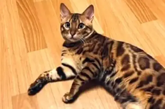 Пропала кошка, СПб, Будапештская 8 к1