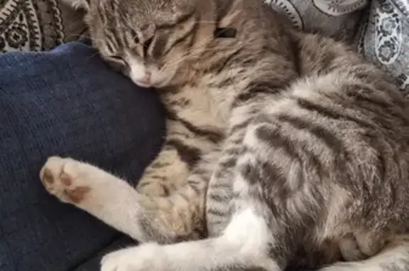 Пропала кошка, Советский пер., Артёмовский