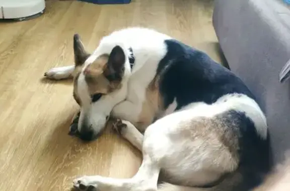 Собаки потеряшки, Екатеринбург, фото: Потеряшка собака, ул. Мира 40, Екатеринбург