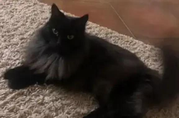 Кошки потеряшки, Пятигорск, фото: Потеряшка кошка, Октябрьская ул. 74, Пятигорск