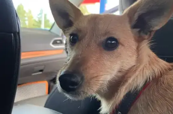 Пропала собака Ася, Пушкинские Горы, ул. Первомайская, 8