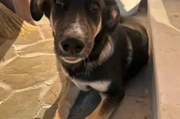 Щенок найден на Сосновой, 23Ж, Воронеж