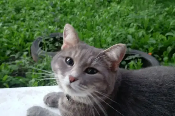 Кошки потеряшки, Курск, фото: Потеряшка серая кошка, Курск, 2-я Рабочая, 12