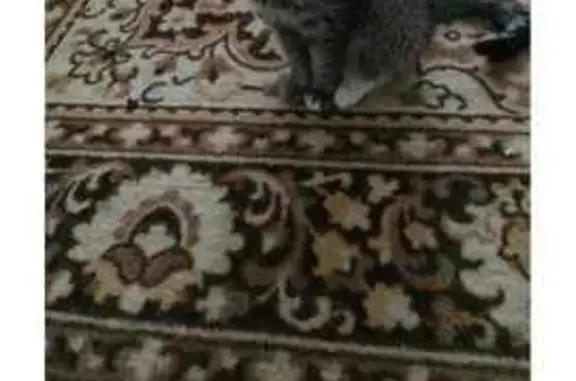 Кошки потеряшки, Армавир, фото: Потеряшка кошка, ул. Сов. Армии 287, Армавир