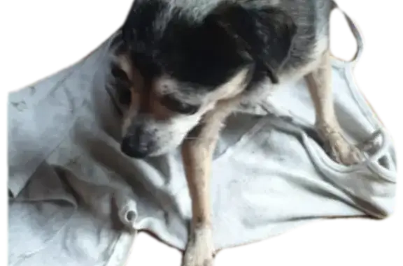 Слепой той-терьер найден на ул. Б. Бугровка