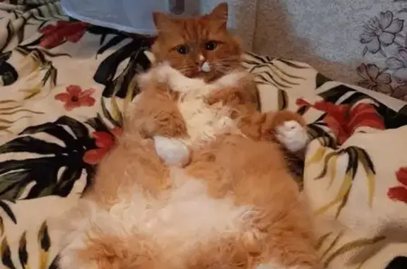 Кошки потеряшки, Киров, фото: Потеряшка кошка, ул. Искры 47, Киров