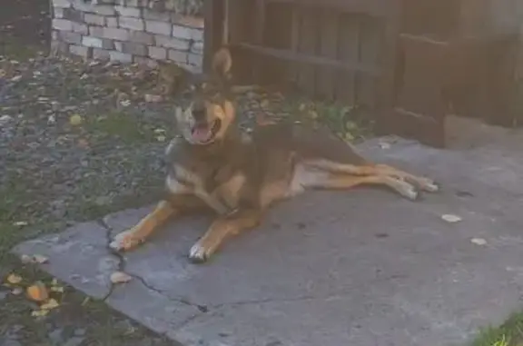 Собаки потеряшки, Томская область, фото: Потеряшка собака, Томск, район Вириона