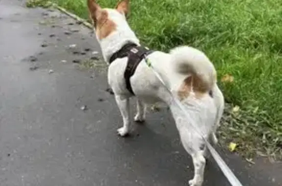 Пропала собака, ул. Терешковой, 6А