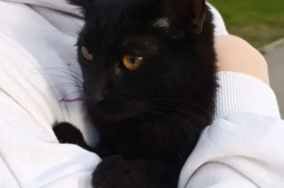 Найдена кошка, Псков, фото: Кошка найдена: Рижский проспект, Псков