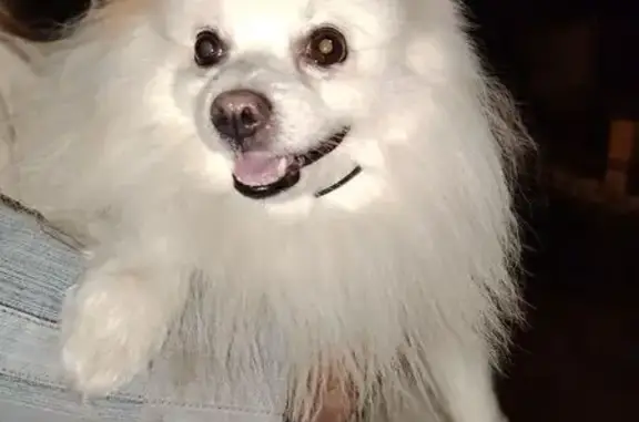 Найдена собака, , фото: Собака найдена: пр. Строителей, 8, Пенза