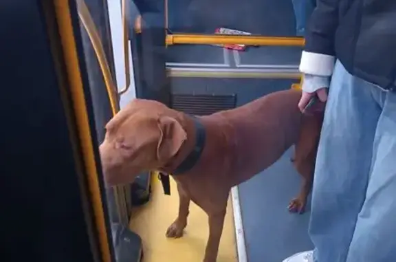 Найдена собака, Могилёв, фото: Собака найдена: пр. Мира, 35, Могилёв