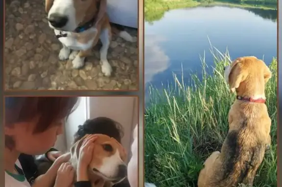 Пропала собака, Мостовая 6, Арамашево