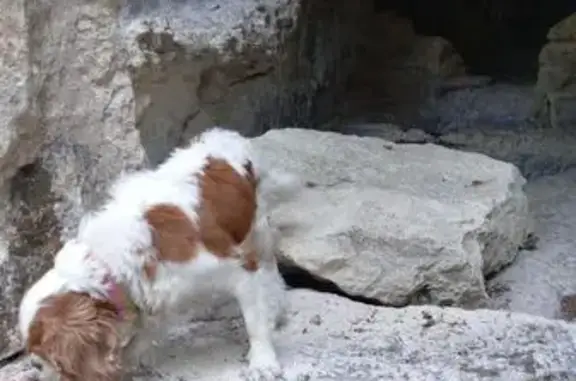 Пропала собака, Индустриальная 12, Севастополь