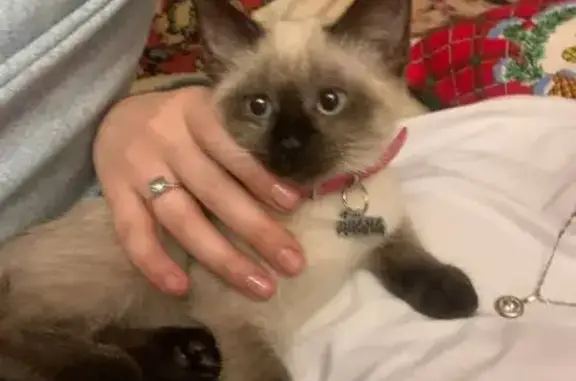 Кошки потеряшки, Москва, фото: Потеряшка кошка, Карамышевская наб., 22 к1