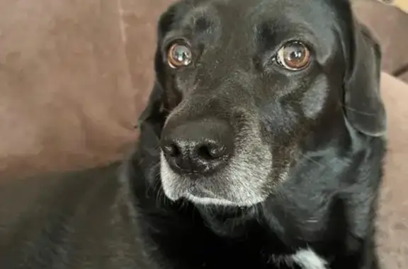 Пропала собака, х. Черники, Копанской