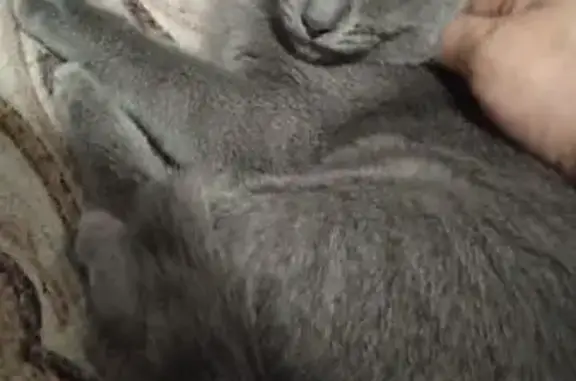 Кошки потеряшки, Новосибирск, фото: Потеряшка кошка на ул. Виктора Уса, Новосибирск