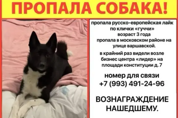 Собаки потеряшки, Санкт-Петербург, фото: Потеряшка собака, Варшавская ул., СПб