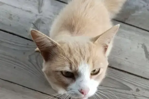 Найдена кошка, Ярославская область, фото: Найдена кошка, Туношенское с/п, Ярославль