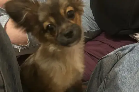 Пропала собака, ул. Р. Брянского, 27