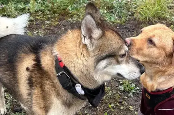 Найдена собака, Ярославль, фото: Найдена собака, Ярославль, ул. Бабича 16