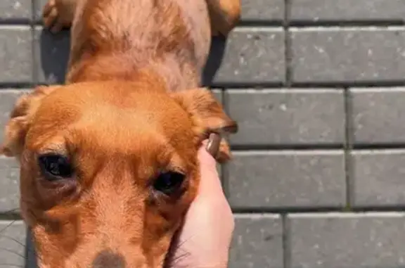 Собака найдена: ул. Ген. Челнокова, Калининград