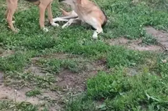 Собаки потеряшки, Липецкая область, фото: Потеряшка собака, Елец, Липецкая обл.