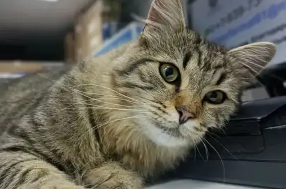 Найдена кошка, Казань, фото: Кошка найдена на Беломорской, Казань