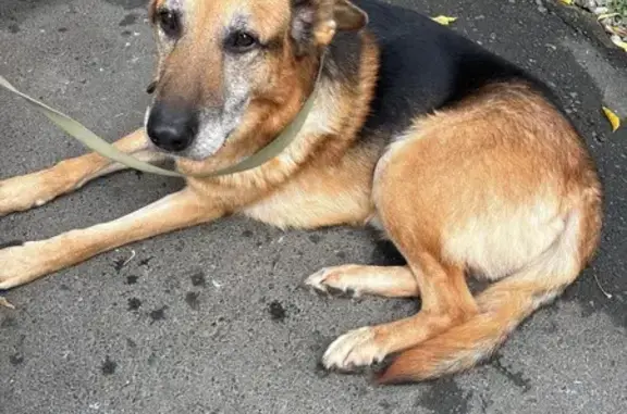 Найдена собака, Екатеринбург, Свердл. обл.