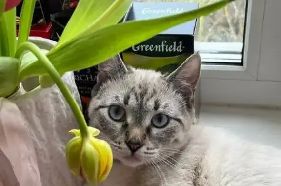 Кошки потеряшки, Можайск, фото: Потеряшка кошка, ул. Ак. Павлова, 6, Можайск