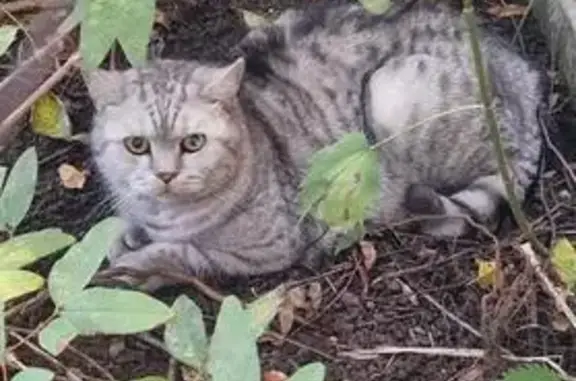 Пропала кошка, Видное, МО