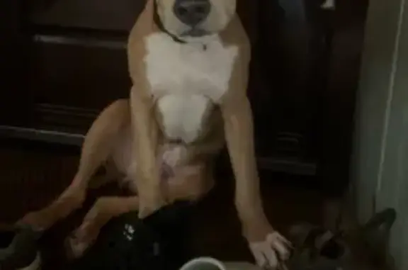 Собаки потеряшки, Барабинск, фото: Потеряшка собака, ул. Кирова, Барабинск