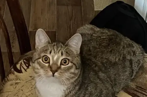 Кошки потеряшки, Томск, фото: Потеряшка кошка, Промышленный пер., 9А, Томск