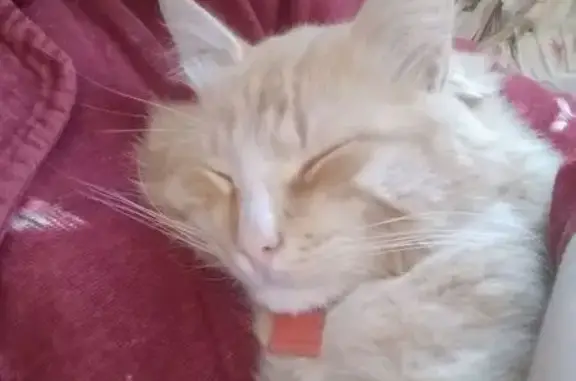 Пропала кошка, Локомотивный проезд, Москва