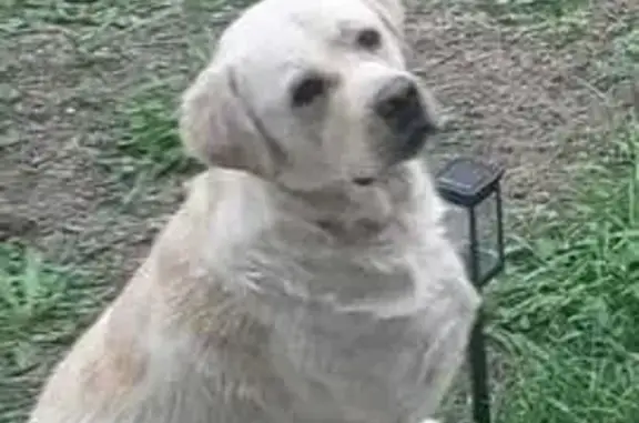 Найдена собака, Большие Дворы, фото: Собака найдена: ул. Маяковского, 52