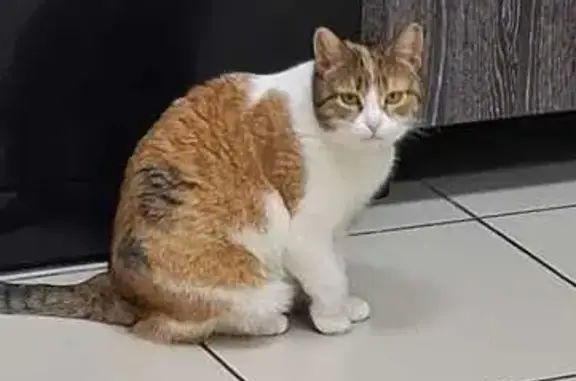 Пропала кошка, Московская ул. 58, Алатырь