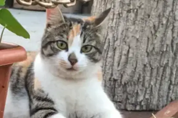 Кошки потеряшки, , фото: Потеряшка кошка, Абрикосовая ул. 59, Прохладное